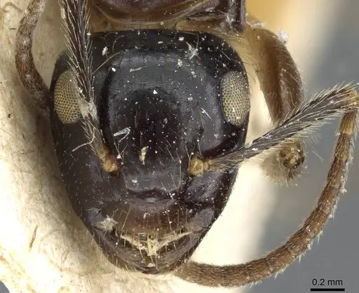 Camponotus simus - CASENT0905449