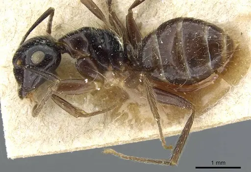 Camponotus simus - CASENT0905449