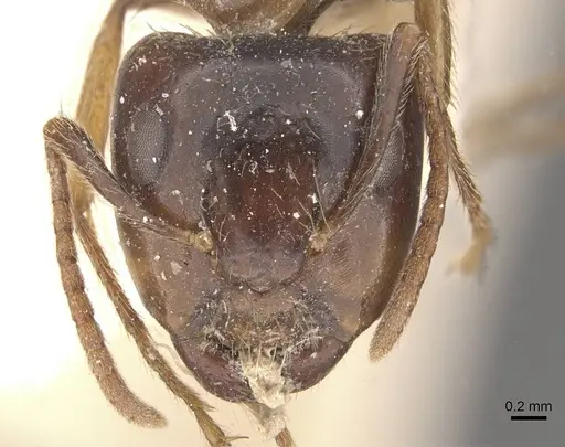 Camponotus simus - CASENT0910560