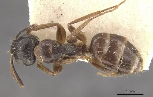 Camponotus simus - CASENT0910561