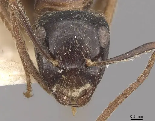 Camponotus simus - CASENT0910561