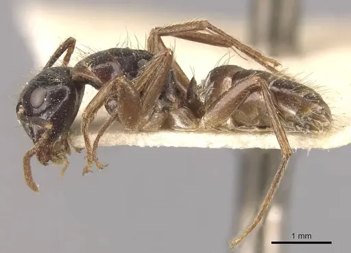 Camponotus simus - CASENT0910561