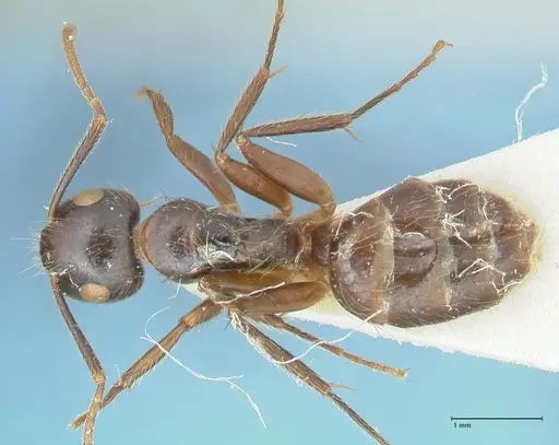 Camponotus simus - FOCOL2266