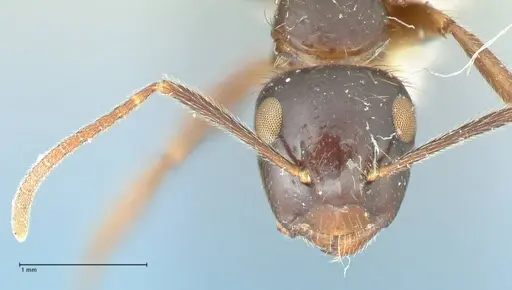 Camponotus simus - FOCOL2266