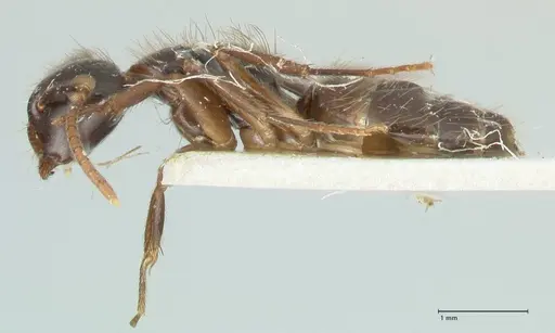 Camponotus simus - FOCOL2266