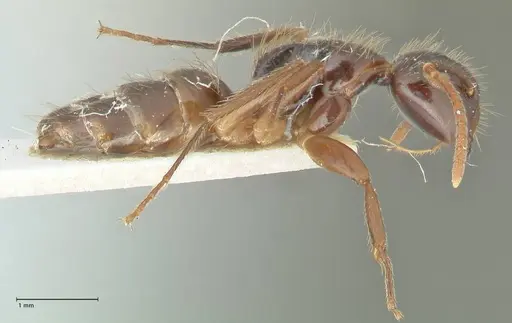 Camponotus simus - FOCOL2266
