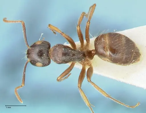 Camponotus simus - FOCOL2267