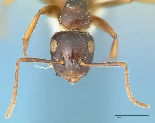 Camponotus simus - FOCOL2267