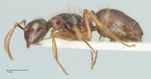 Camponotus simus - FOCOL2267