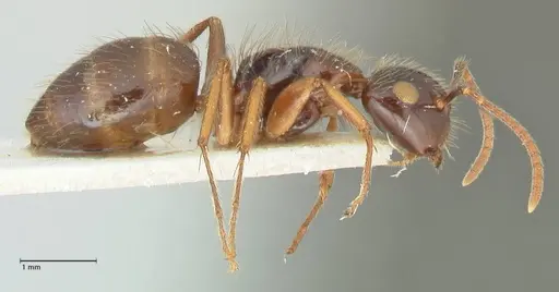 Camponotus simus - FOCOL2267