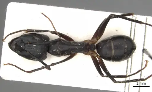 Camponotus sinaiticus specimen