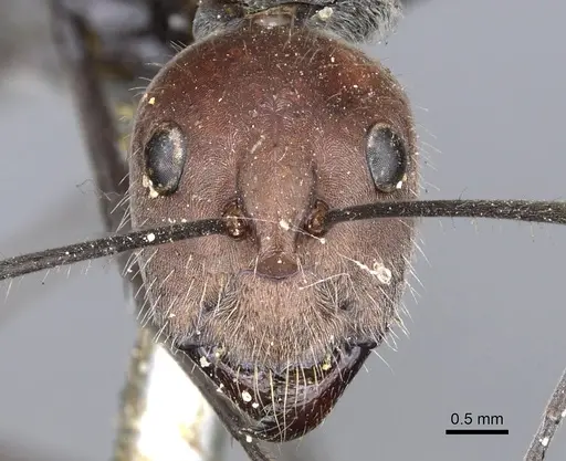 Camponotus singularis specimen