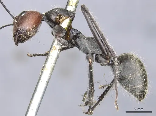 Camponotus singularis specimen