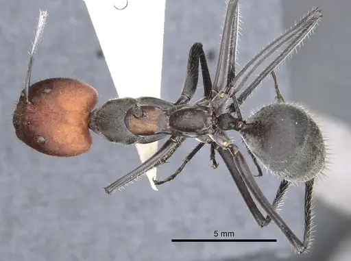 Camponotus singularis - CASENT0903555