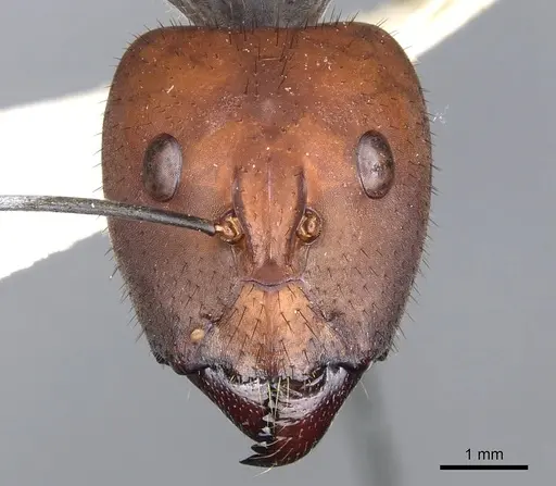 Camponotus singularis - CASENT0903555