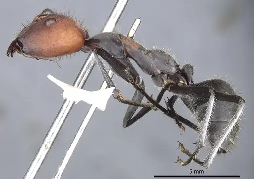 Camponotus singularis - CASENT0903555