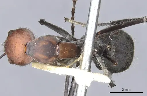 Camponotus singularis - CASENT0903556