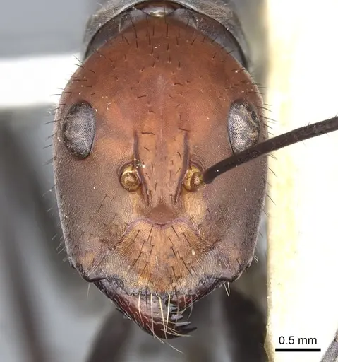 Camponotus singularis - CASENT0903556