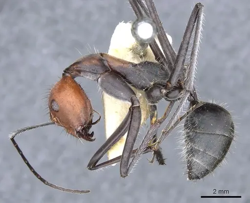 Camponotus singularis - CASENT0903556