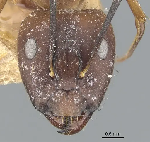 Camponotus sklarus specimen