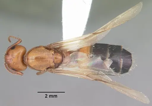 Camponotus snellingi specimen