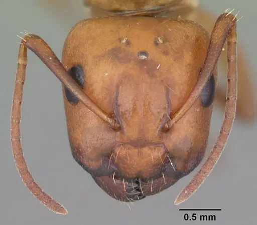 Camponotus snellingi specimen