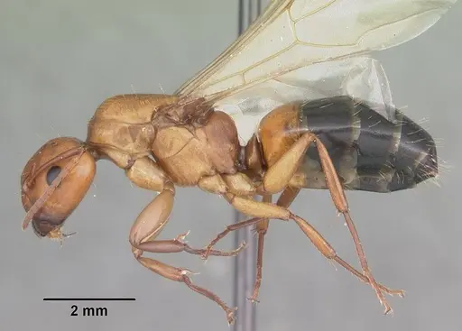Camponotus snellingi specimen