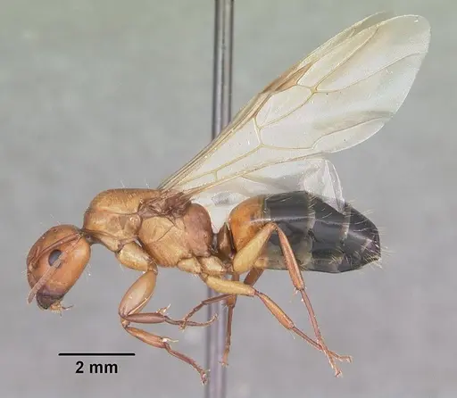 Camponotus snellingi - CASENT0103729