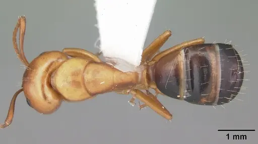 Camponotus snellingi - CASENT0103730