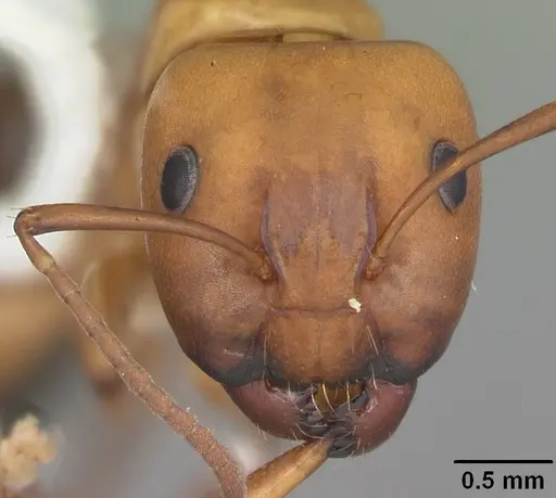 Camponotus snellingi - CASENT0103730