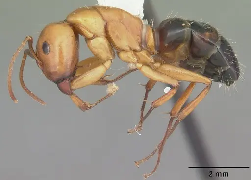 Camponotus snellingi - CASENT0103730