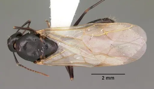 Camponotus snellingi - CASENT0103731