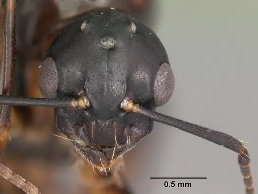 Camponotus snellingi - CASENT0103731