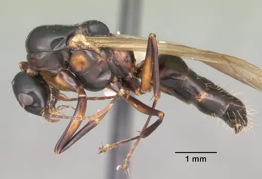 Camponotus snellingi - CASENT0103731