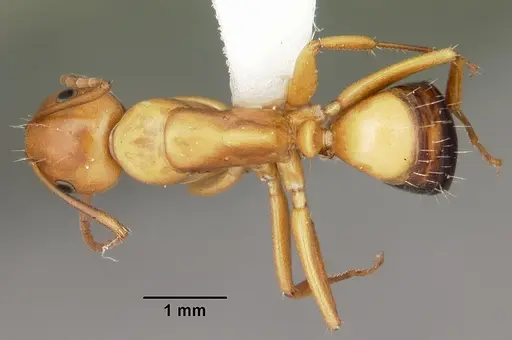 Camponotus snellingi - CASENT0103732