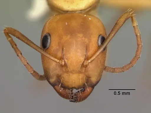 Camponotus snellingi - CASENT0103732