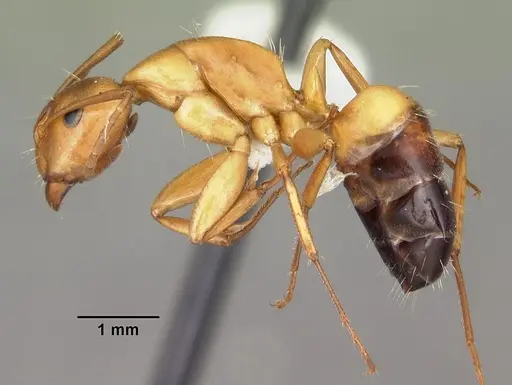 Camponotus snellingi - CASENT0103732