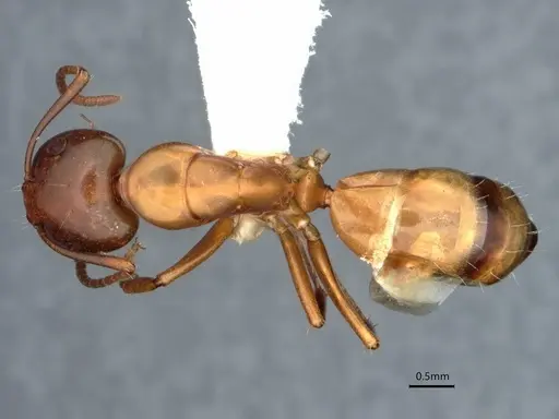Camponotus snellingi - CASENT0221958