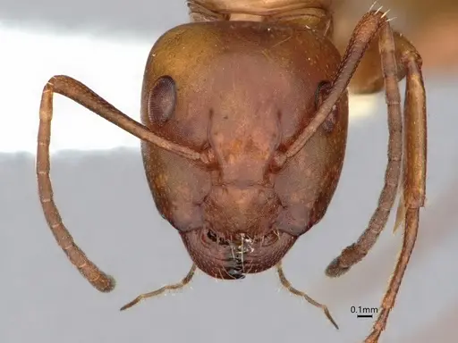 Camponotus snellingi - CASENT0221958