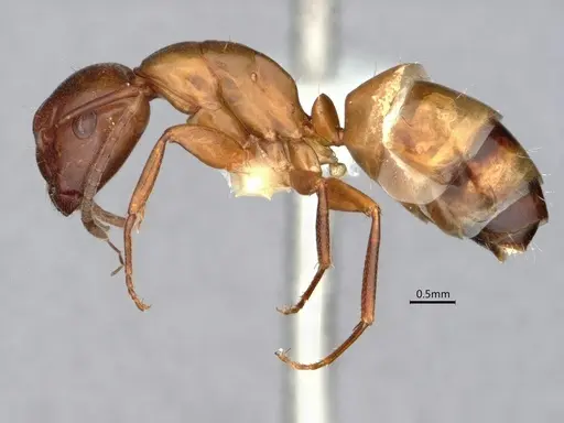 Camponotus snellingi - CASENT0221958