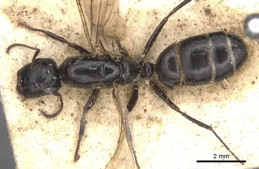 Camponotus snellingi - CASENT0901915