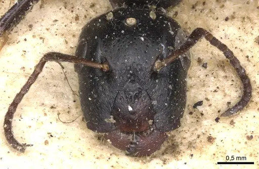 Camponotus snellingi - CASENT0901915