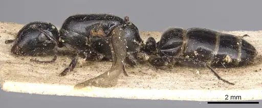 Camponotus snellingi - CASENT0901915