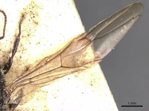 Camponotus snellingi - CASENT0901915