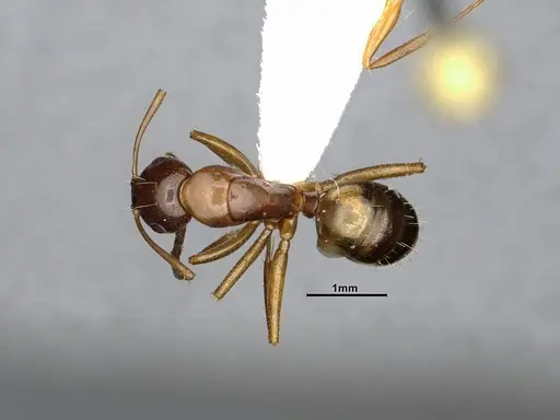 Camponotus snellingi - MEM252745