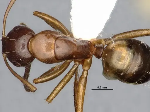 Camponotus snellingi - MEM252745