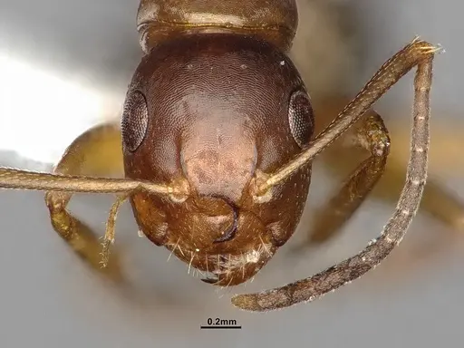 Camponotus snellingi - MEM252745