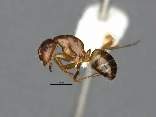 Camponotus snellingi - MEM252745