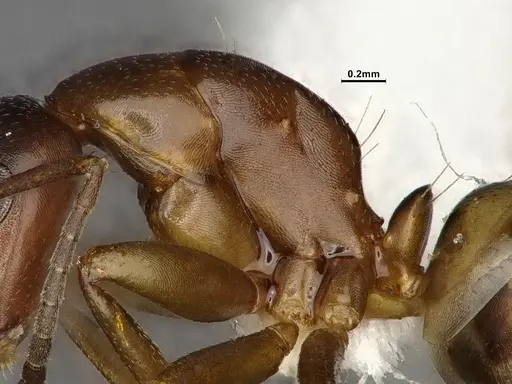 Camponotus snellingi - MEM252745