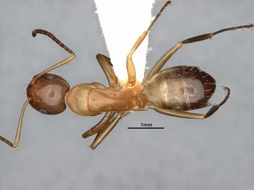 Camponotus snellingi - MEM290579
